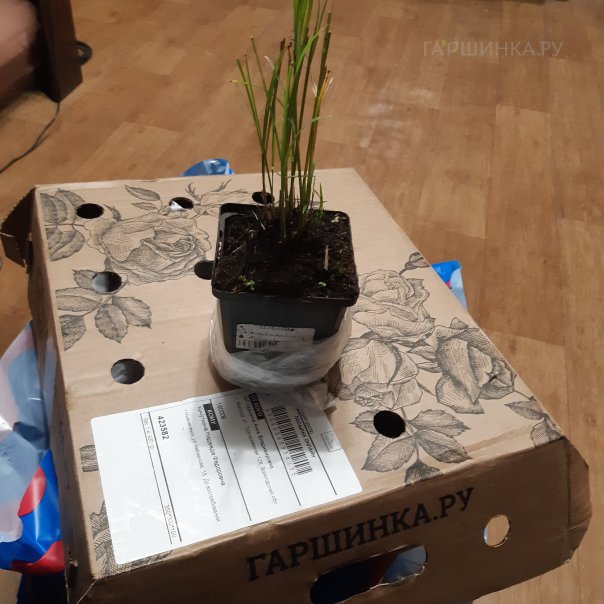 превью изображения отзыва