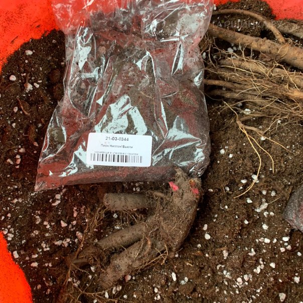 превью изображения отзыва