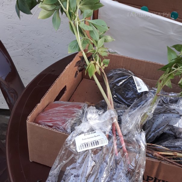 превью изображения отзыва