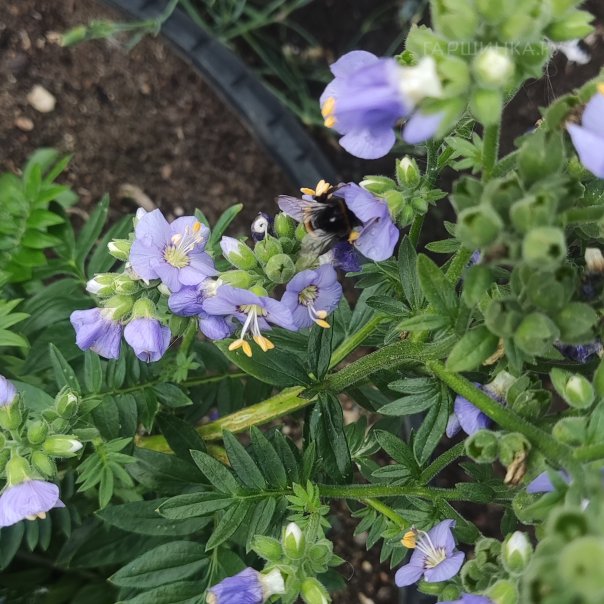 превью изображения отзыва