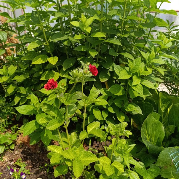 превью изображения отзыва