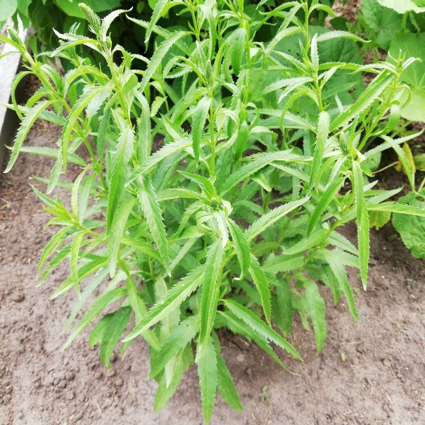 превью изображения отзыва