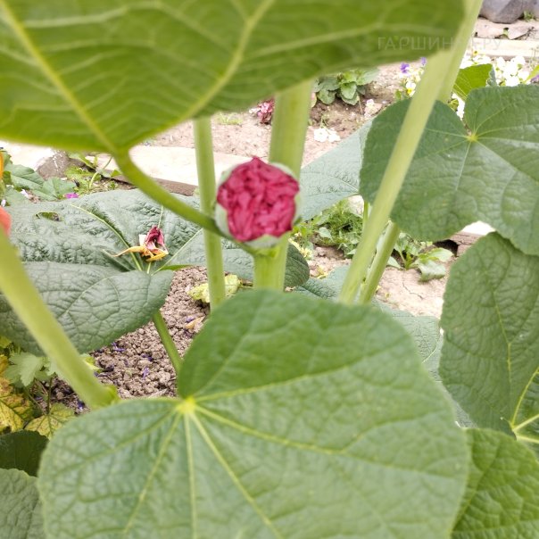 превью изображения отзыва