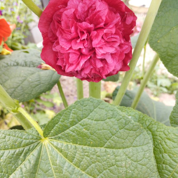 превью изображения отзыва