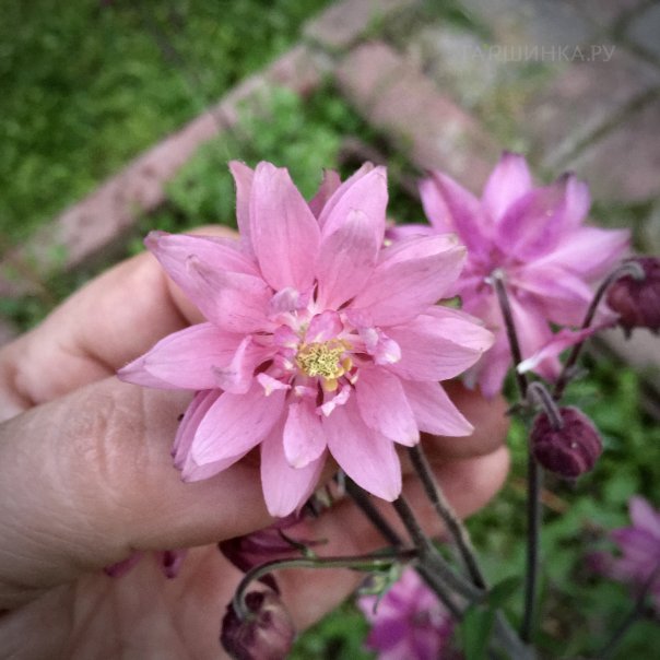 превью изображения отзыва