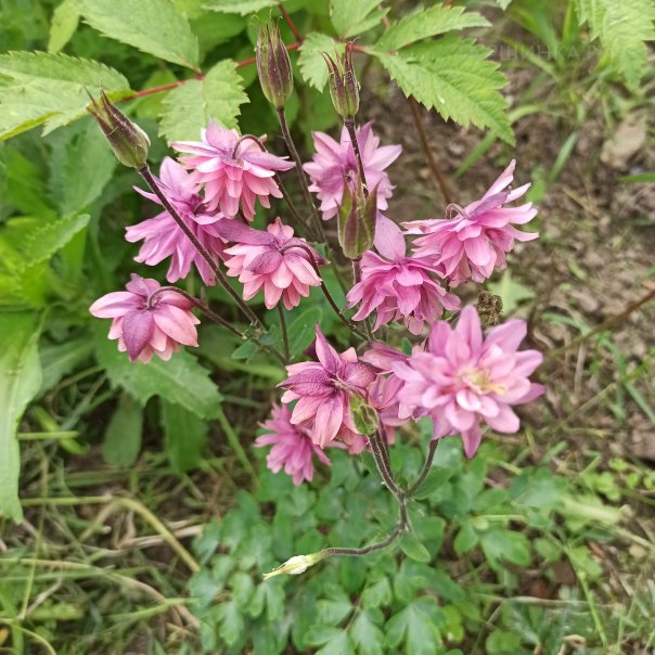 превью изображения отзыва