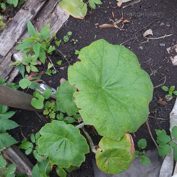 превью изображения отзыва