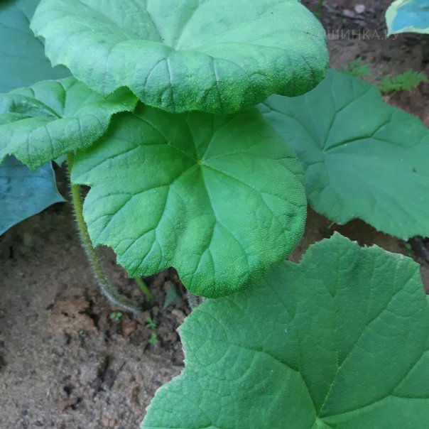 превью изображения отзыва