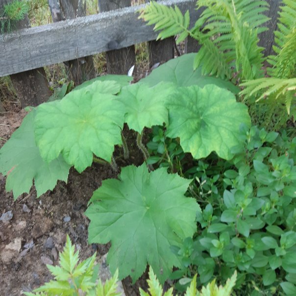 превью изображения отзыва