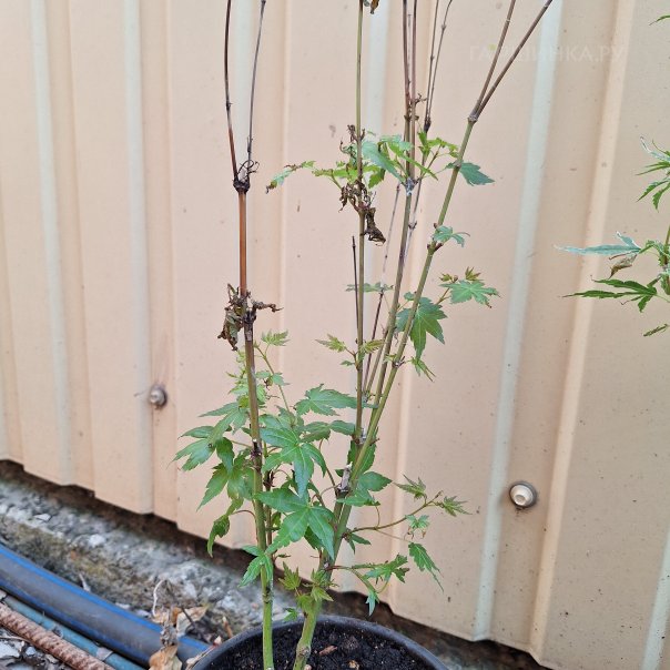 превью изображения отзыва