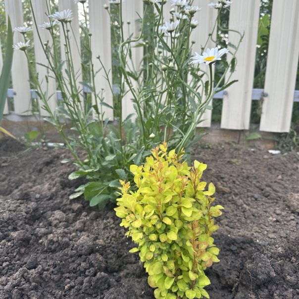 превью изображения отзыва