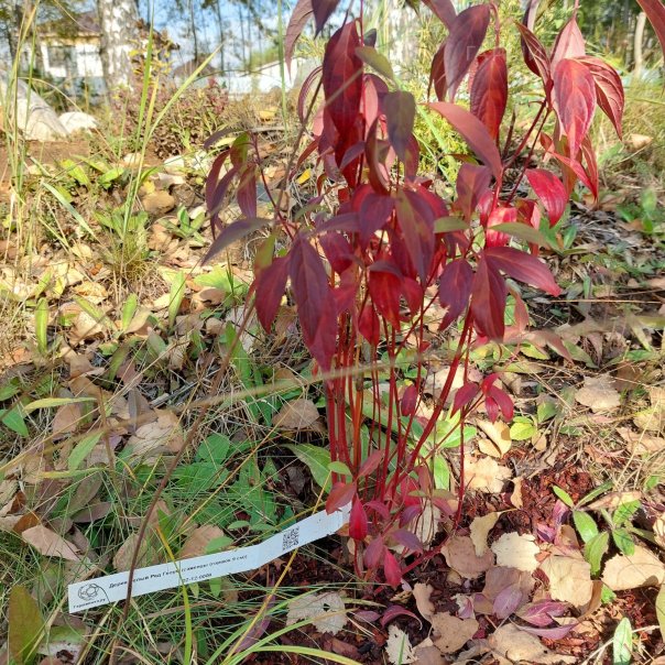 превью изображения отзыва