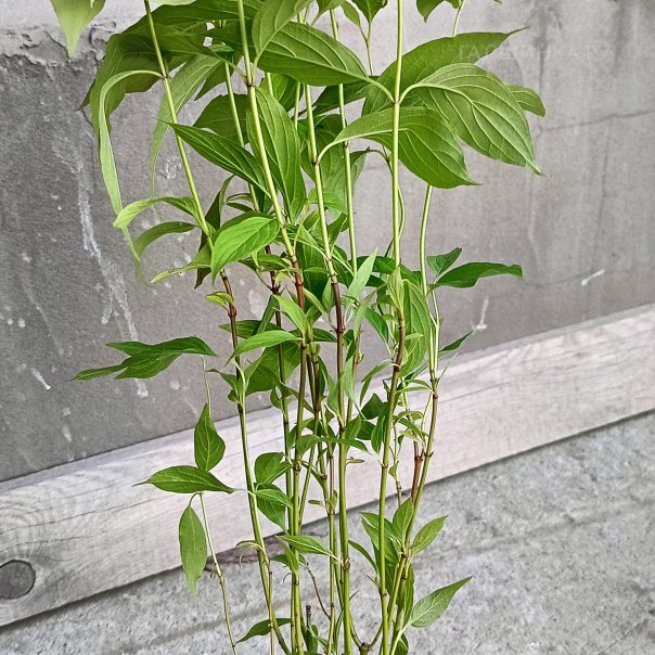 превью изображения отзыва