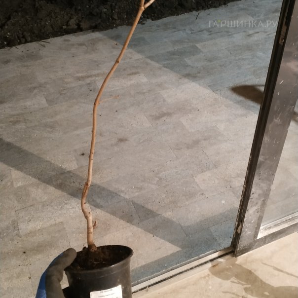 превью изображения отзыва