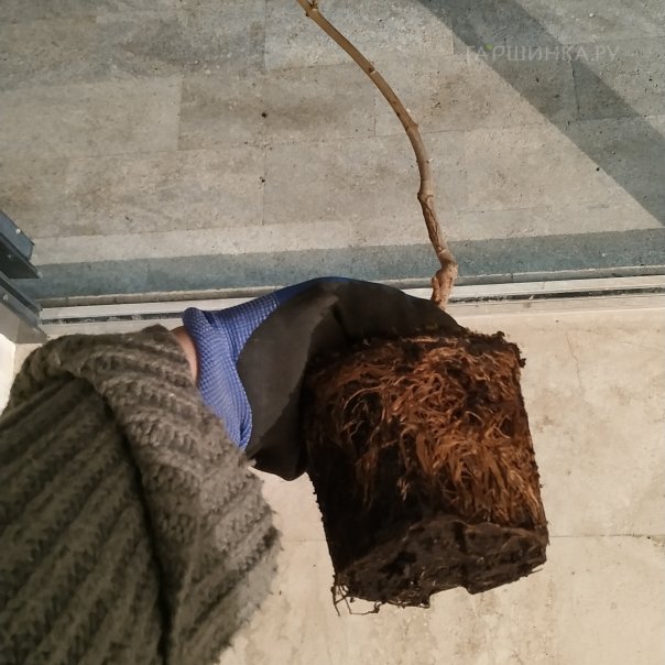 превью изображения отзыва