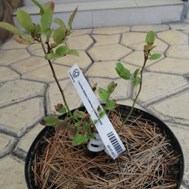 превью изображения отзыва