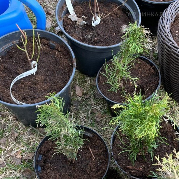 превью изображения отзыва