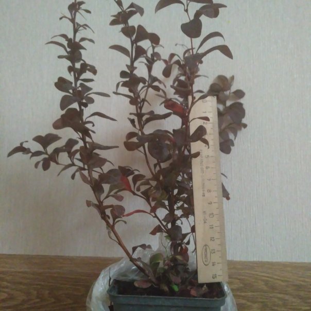 превью изображения отзыва