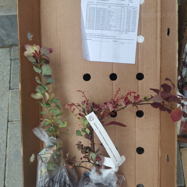 превью изображения отзыва