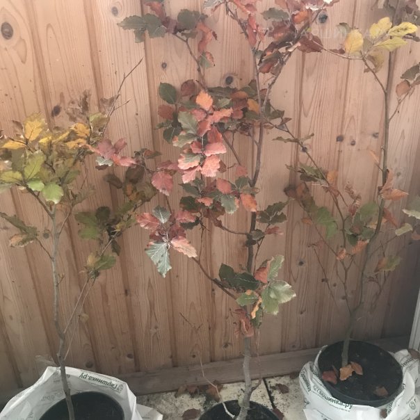 превью изображения отзыва