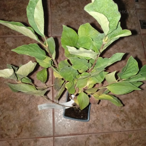 превью изображения отзыва