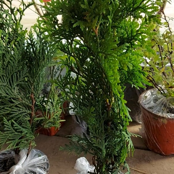 превью изображения отзыва