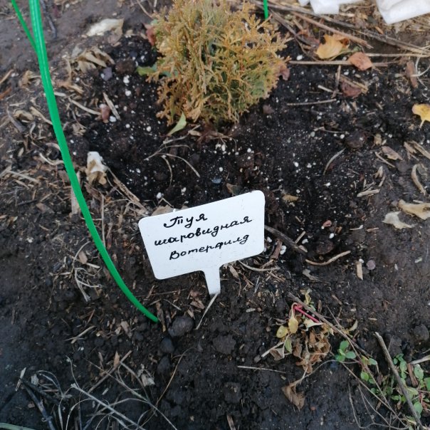 превью изображения отзыва