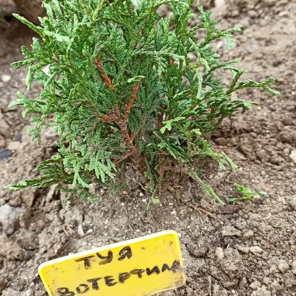 превью изображения отзыва