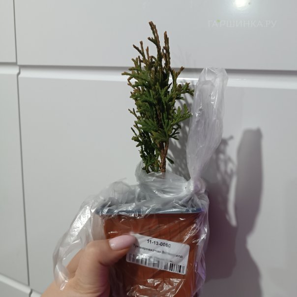 превью изображения отзыва