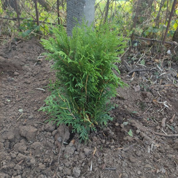 превью изображения отзыва