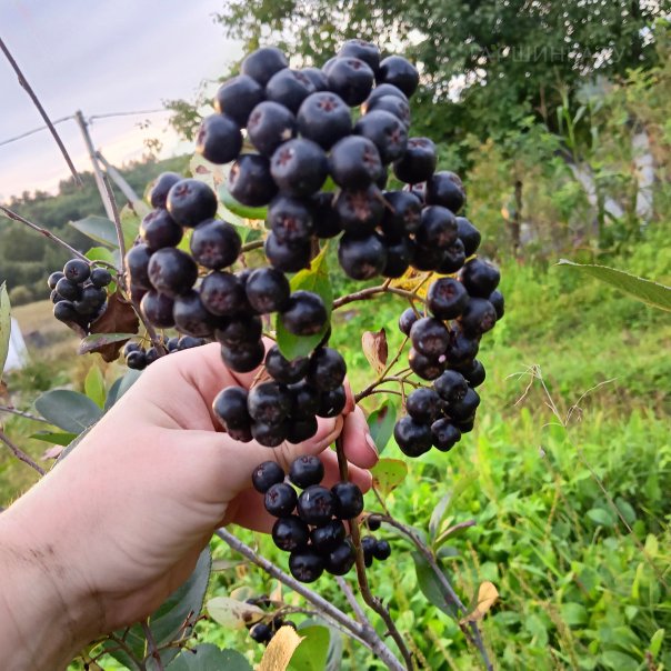 превью изображения отзыва