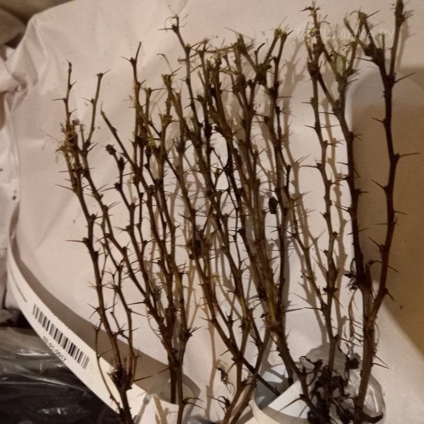 превью изображения отзыва