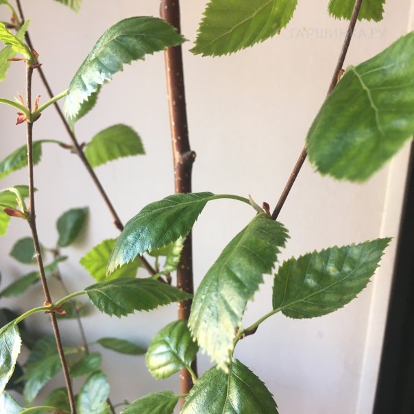 превью изображения отзыва