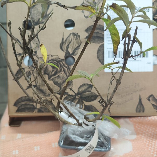 превью изображения отзыва