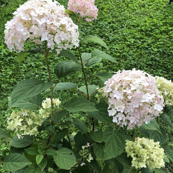 превью изображения отзыва