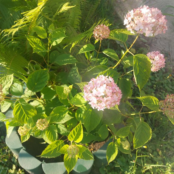 превью изображения отзыва