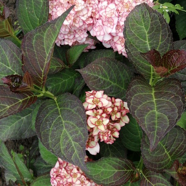 превью изображения отзыва