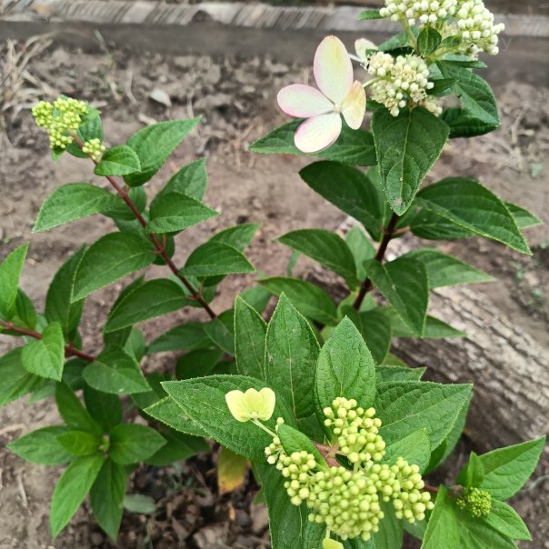 превью изображения отзыва