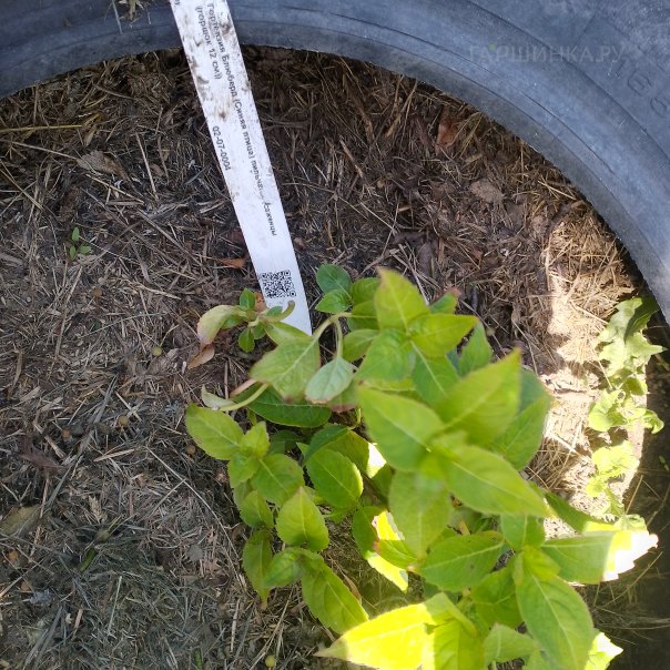 превью изображения отзыва