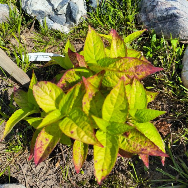 превью изображения отзыва