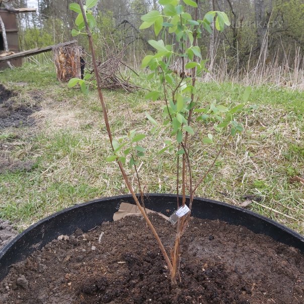 превью изображения отзыва