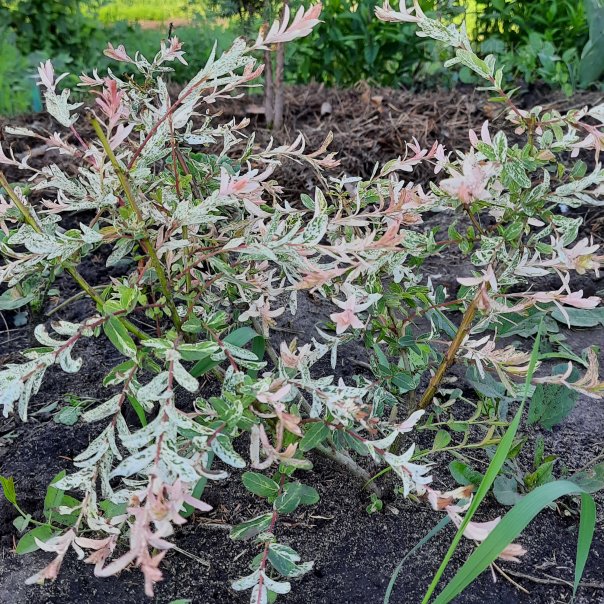 превью изображения отзыва