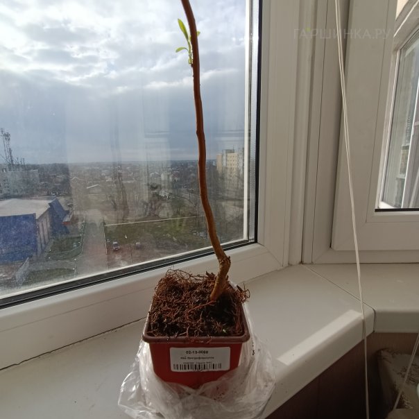 превью изображения отзыва