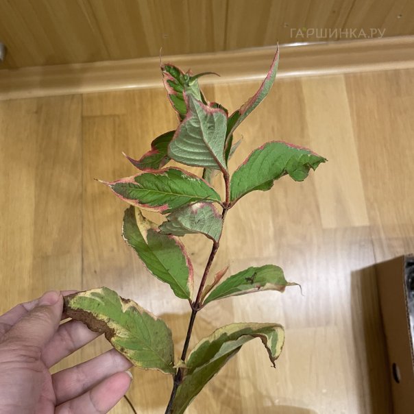 превью изображения отзыва