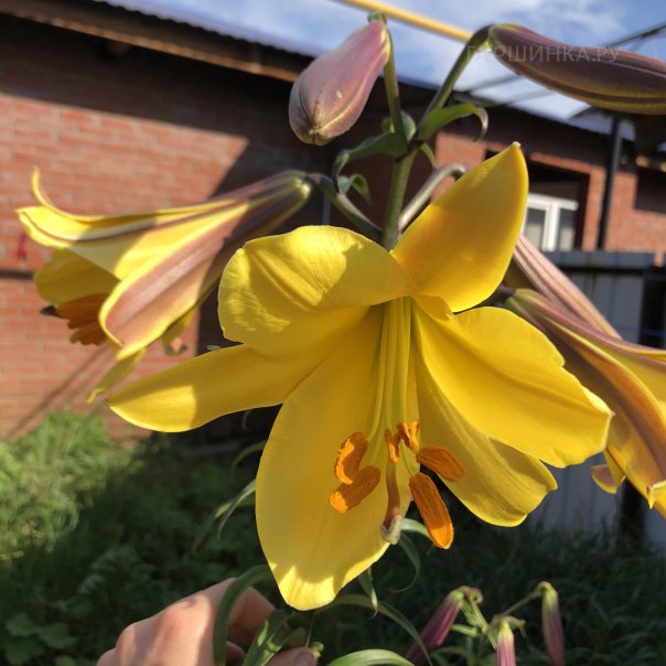 превью изображения отзыва