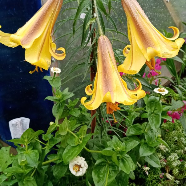 превью изображения отзыва