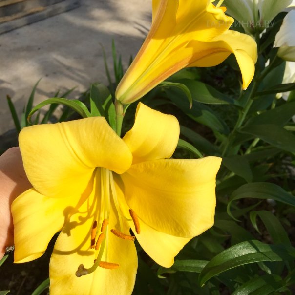 превью изображения отзыва