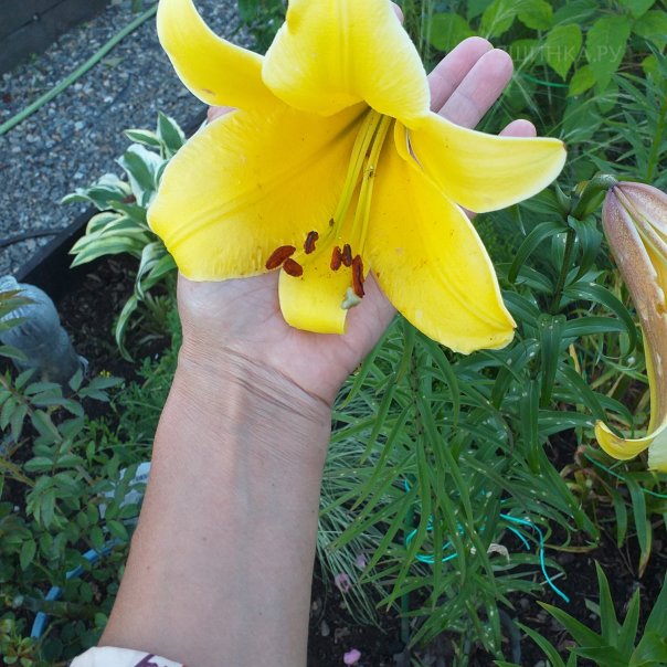 превью изображения отзыва