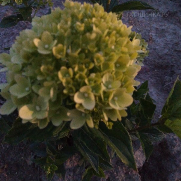 превью изображения отзыва