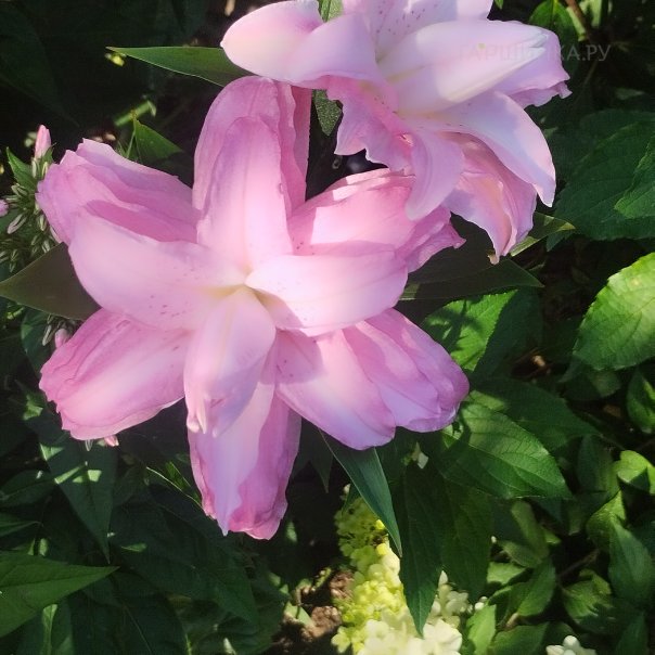 превью изображения отзыва